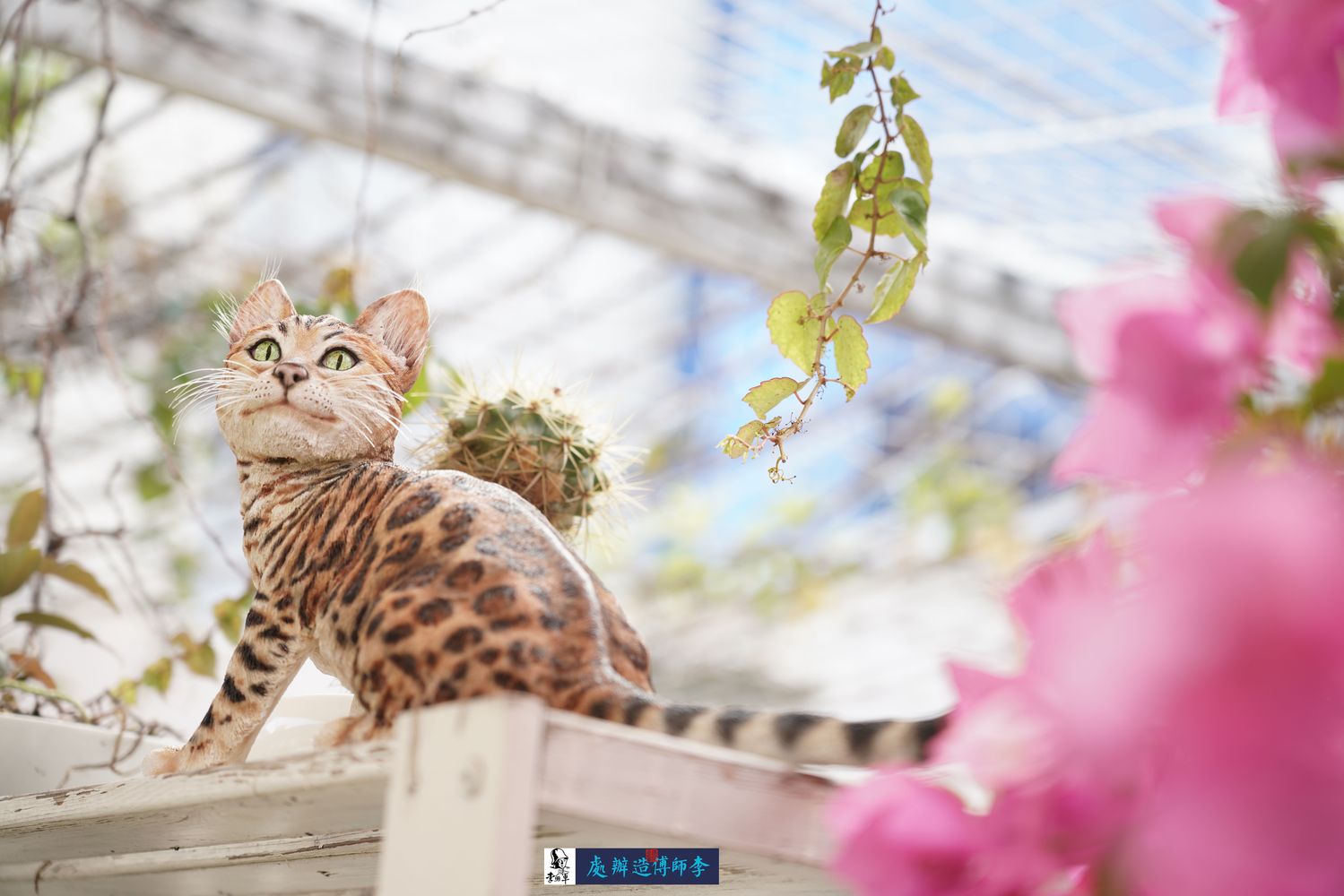 中国最贵的猫是什么？十大名贵猫咪排名 第一名实至名归 - 知乎